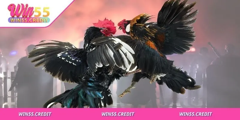 Không chọn vội, nên thử gà trước khi xuống tiền