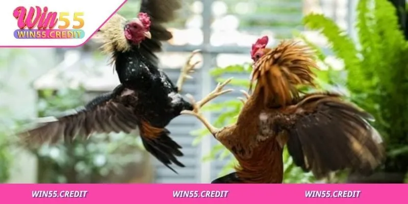 Dáng gà, vảy chân, đầu cổ, mắt mỏ là điểm cần chú ý