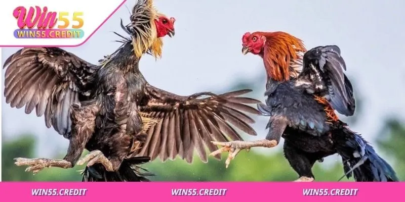 Các trận Đá Gà Win55 phong phú, đáp ứng mọi sở thích của người chơi